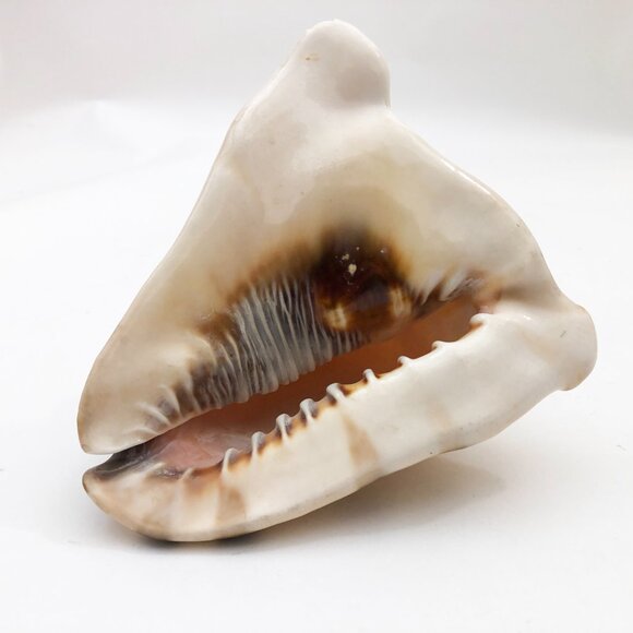Horned Tiger Striped Conch Shell 7x5x5 inches Vintage large - Picture 2 of 7